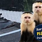 สองตัวบน บาทละ